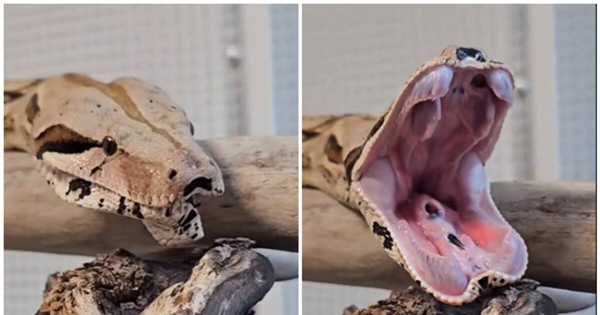 Rare footage of a yawning snake captivates 11 million viewers [WATCH]