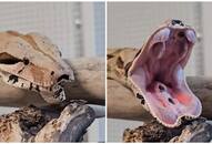 Viral Video: Rare footage of a snake yawning captivates 11 million viewers [WATCH] NTI