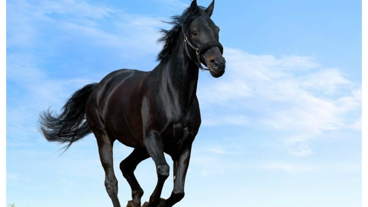 Horse