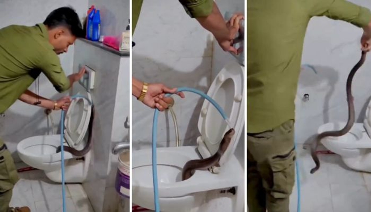 three Cobras Found in toilet Seat In Gandhinagar video viral mrq