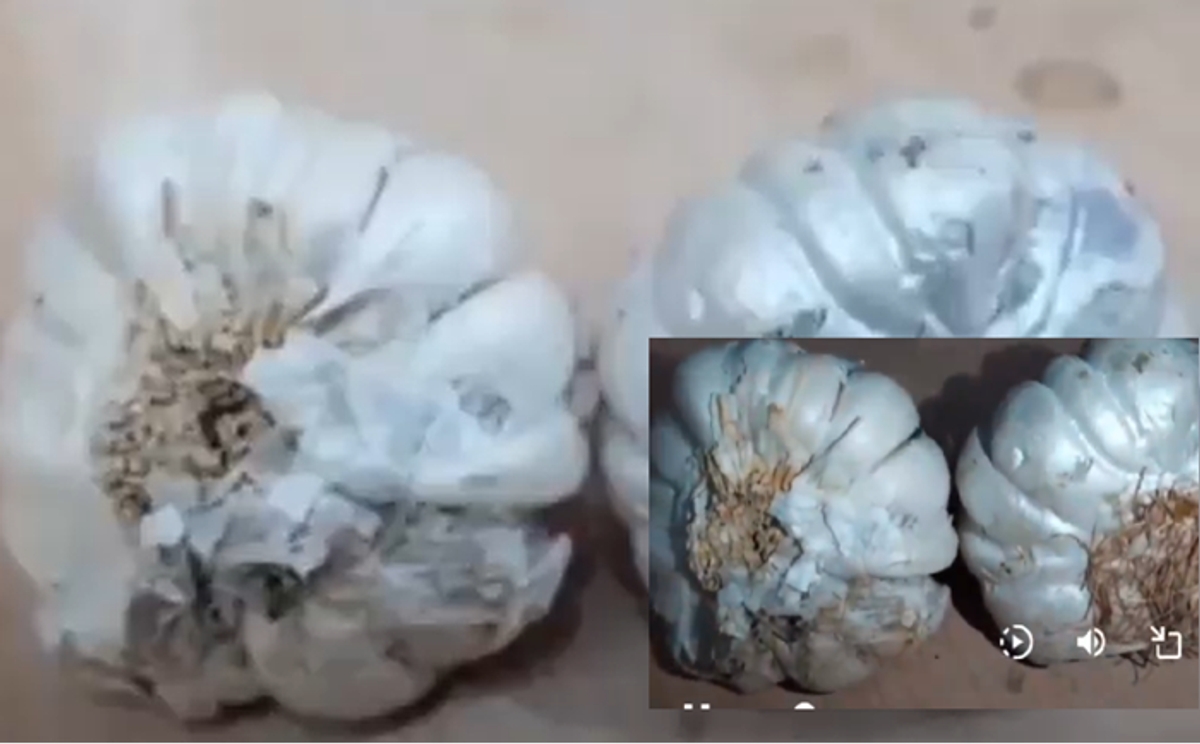 Fake Garlic made with cement material Maharashtra video shocks Indians ckm