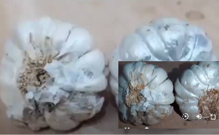 Fake garlic