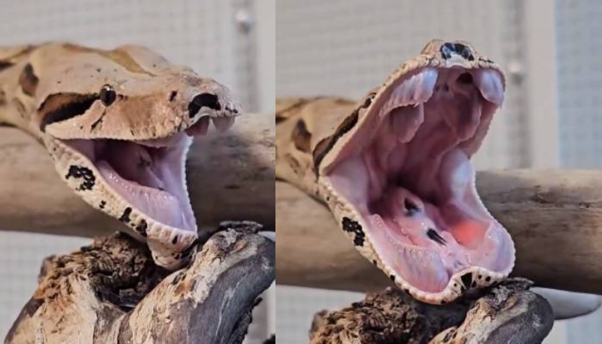 yawn of a snake mouth gaping video went viral 