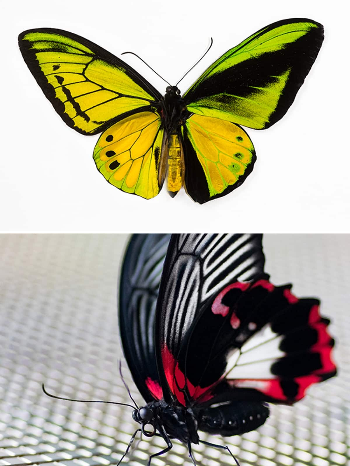 Goliath Birdwing to Giant Swallowtail: 7 largest Butterflies in World ATG