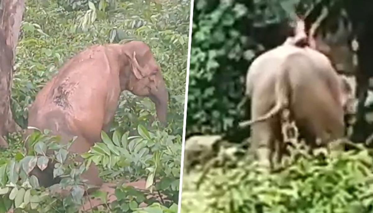 Elephant set on fire in Bengal: Public demands justice, strong action against offenders (WATCH) AJR