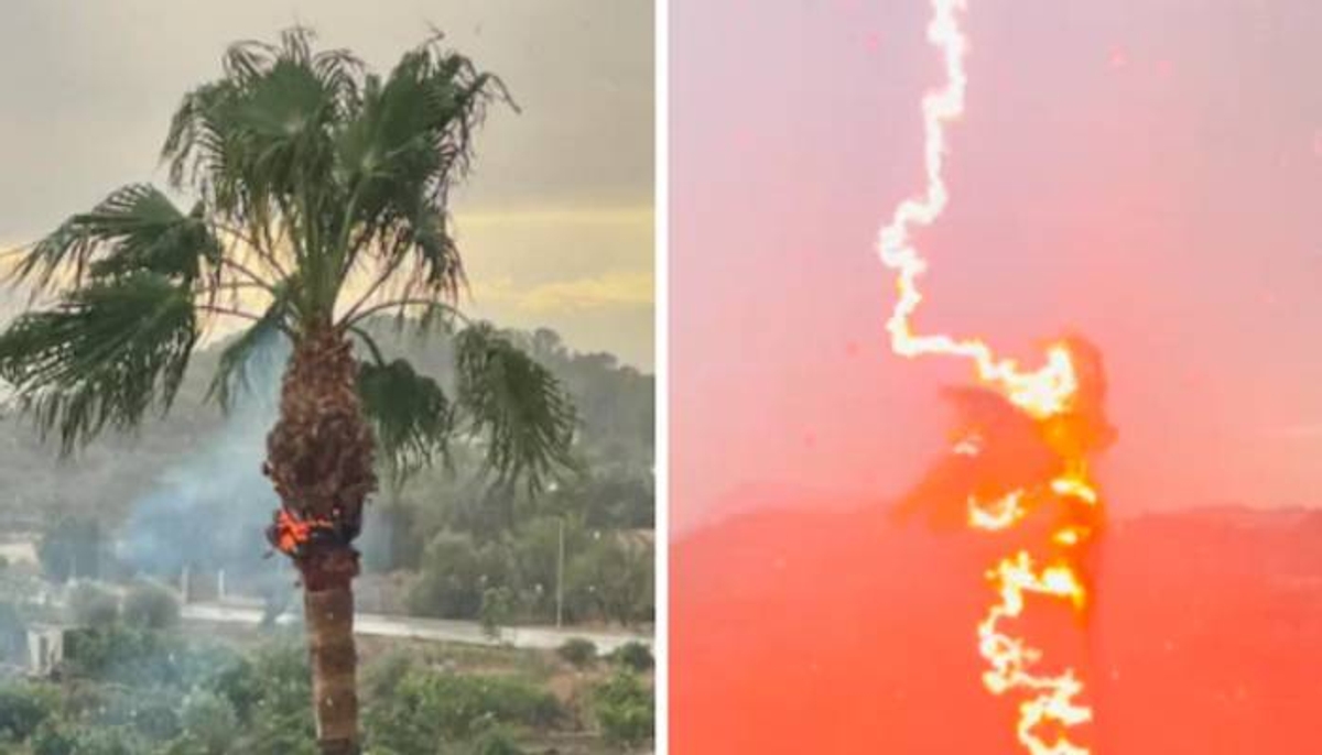 woman capturing storm lightning strike a palm tree 