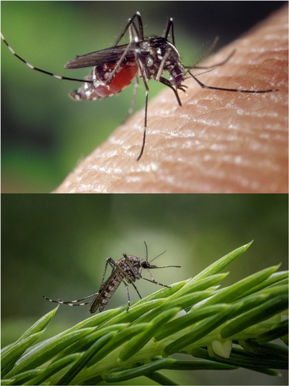 World Mosquito Day 2024: 7 mosquito borne diseases; ways to protect