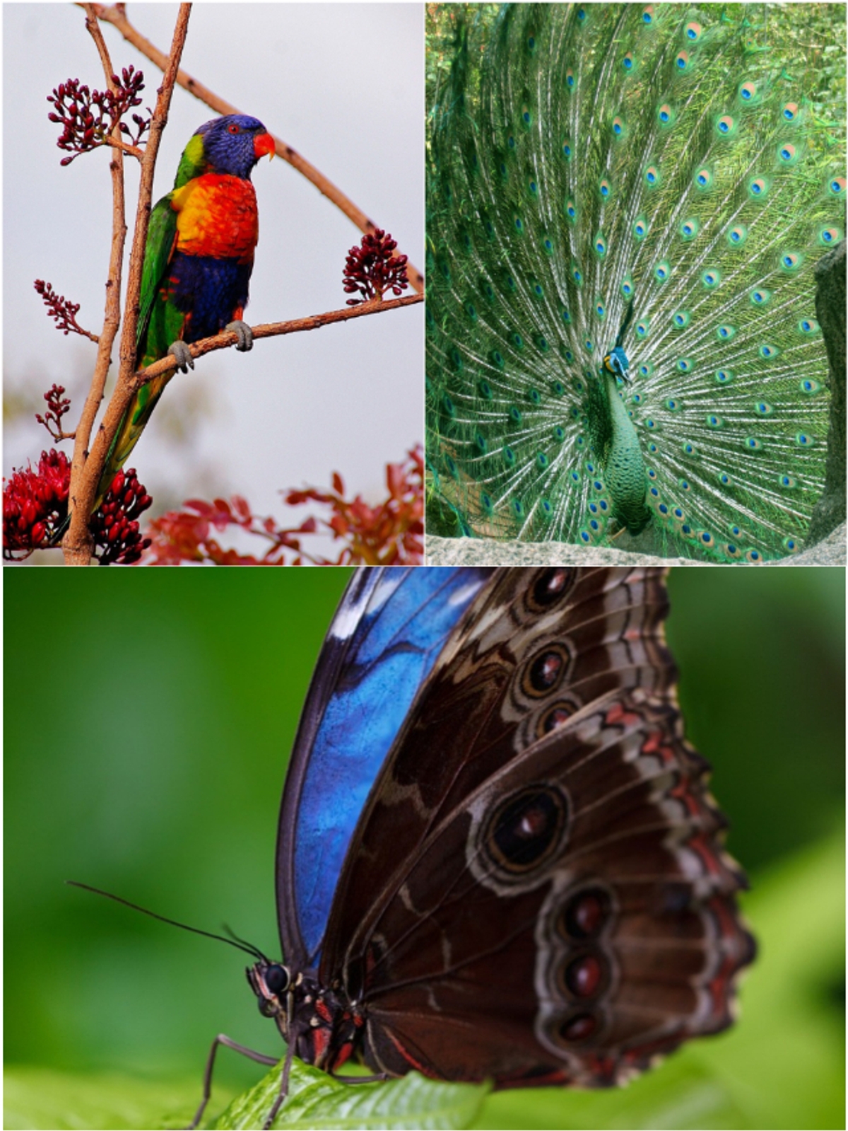 A Travel Guide To Various Buddhas' Purelands And Finding The Right One For You - Buddha Weekly