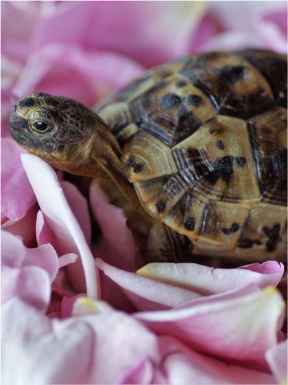 Desert Tortoises