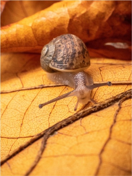 Snails