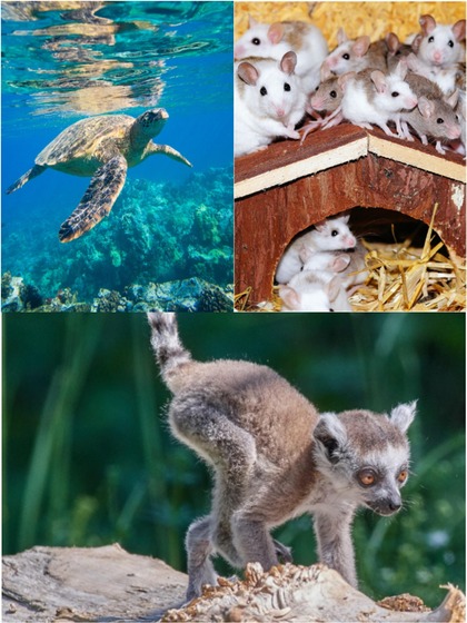 Snails to Crocodiles: 7 animals that hibernate in Summer