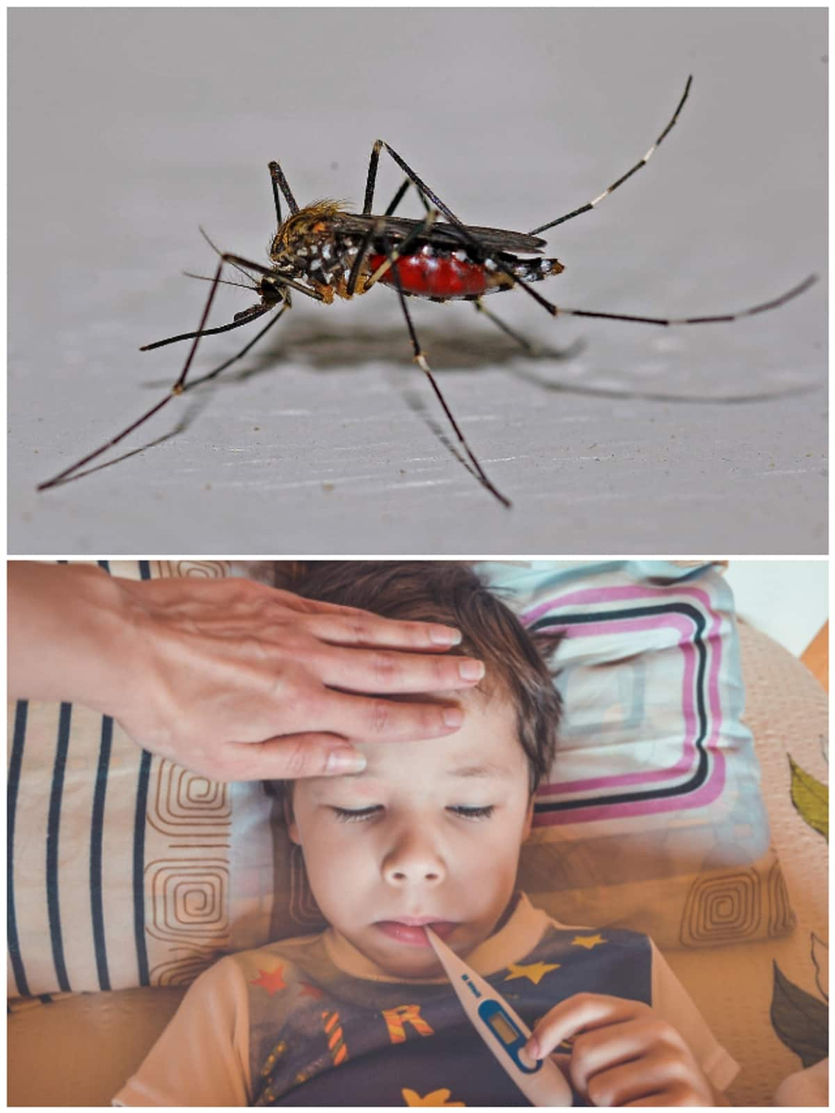 World Mosquito Day: 7 Mosquito-borne diseases & protection tips NTI EAI