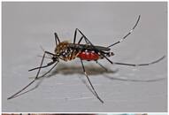 World Mosquito Day: 7 Mosquito-borne diseases & protection tips NTI EAI