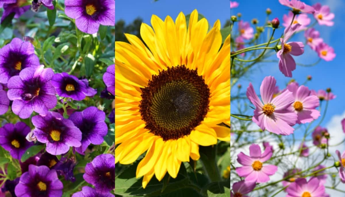 Marigold to Sunflower: 7 garden flowers that are perfect for beginners to start planting ATG