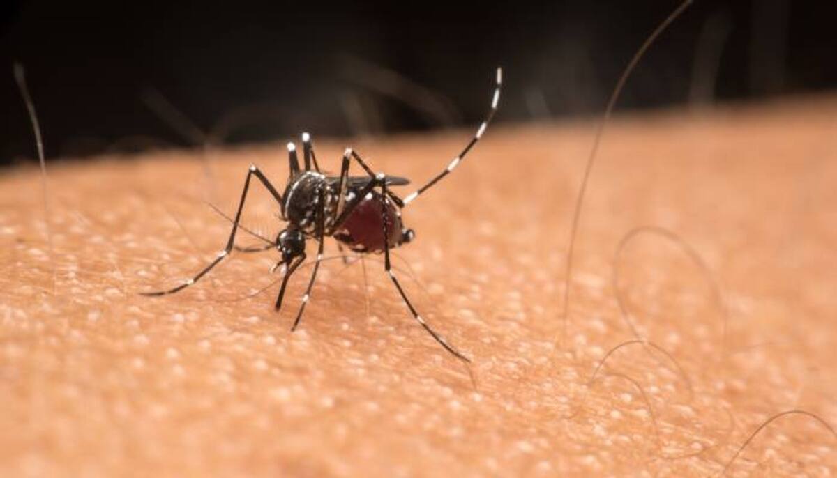 mosquito