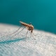 Here are some tips to eliminate mosquito infestations