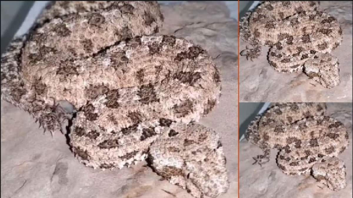 This Iranian spider snake hunts with its tail rare video goes viral akb