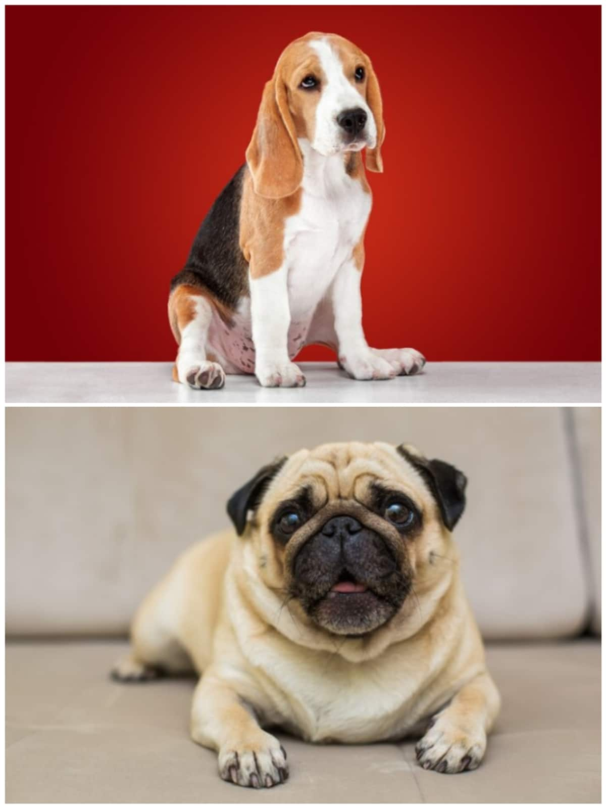 Beagle to Pug: 7 Naughtiest breed of dog NTI