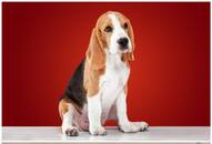 Beagle to Pug: 7 Naughtiest breed of dog NTI