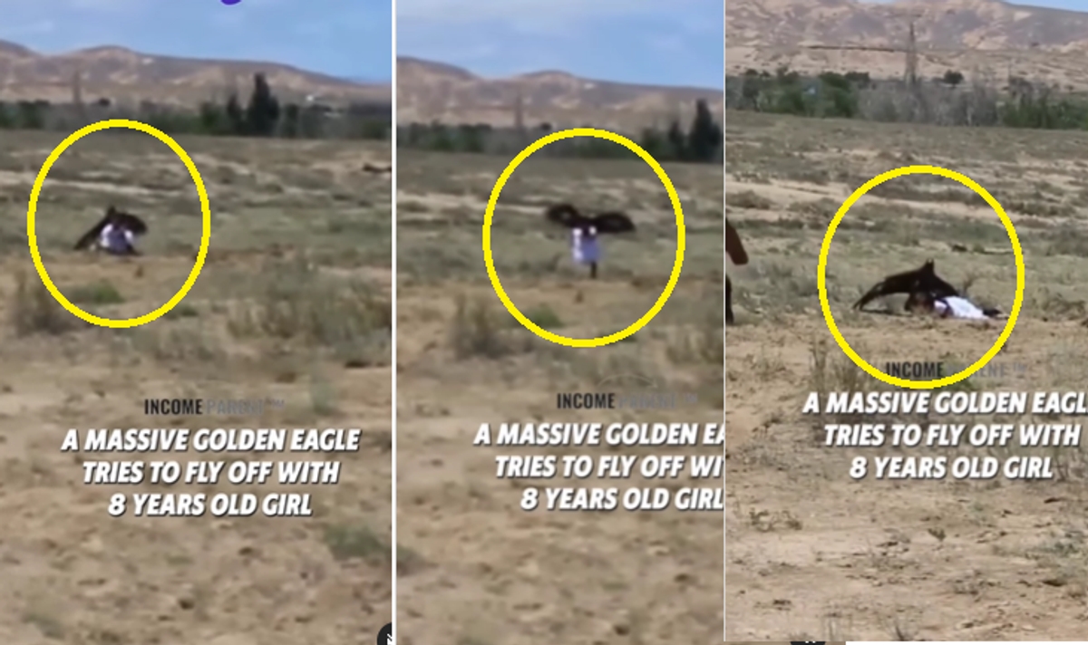 Golden eagle try to fly offs with 8 year old girl Dangerous moment captured ckm