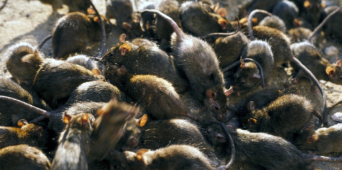 rats big enough to scare cats become terror in Pakistan parliament 