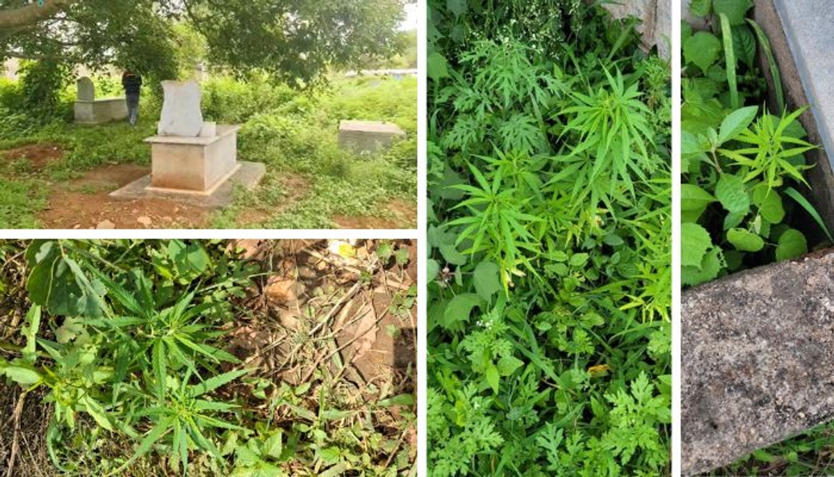 Bengaluru Police discover cannabis plants grown in Yelahanka cemetery, probe intensifies vkp