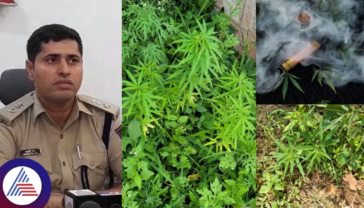 Ganja farming in burial ground at Yelahanka new town Bengaluru sat