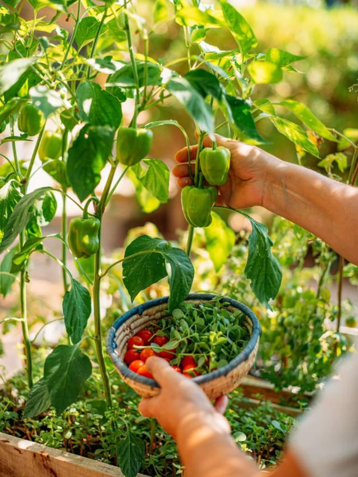 kitchen garden tips