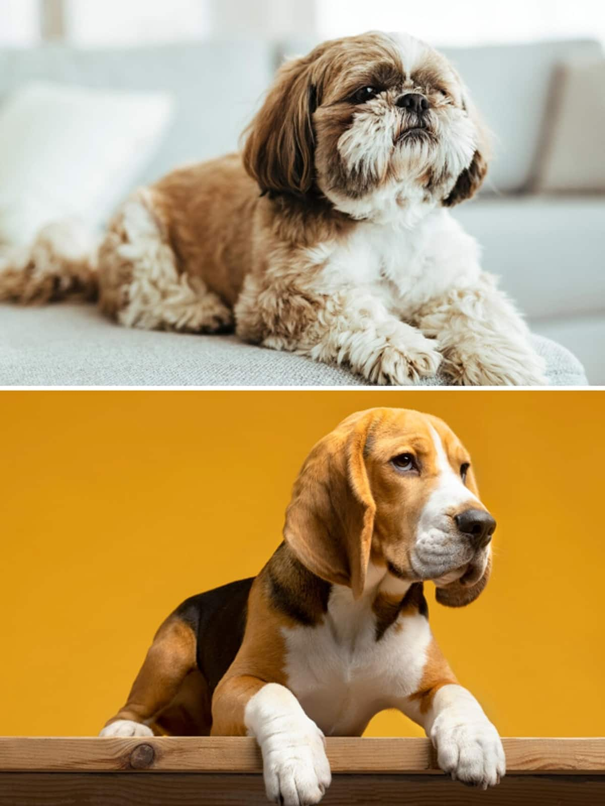 Beagle to Shih Tzu-7 longest-living dog breeds  RBA EAI