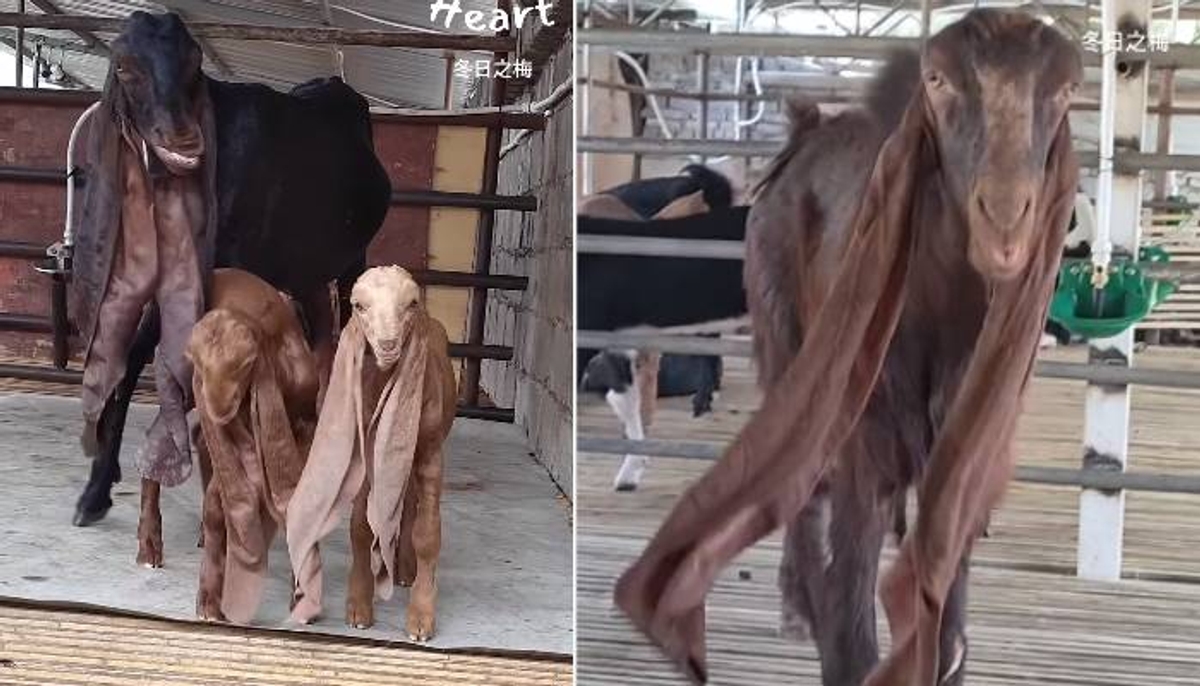 Gulabi pateri goats with long ears viral video 