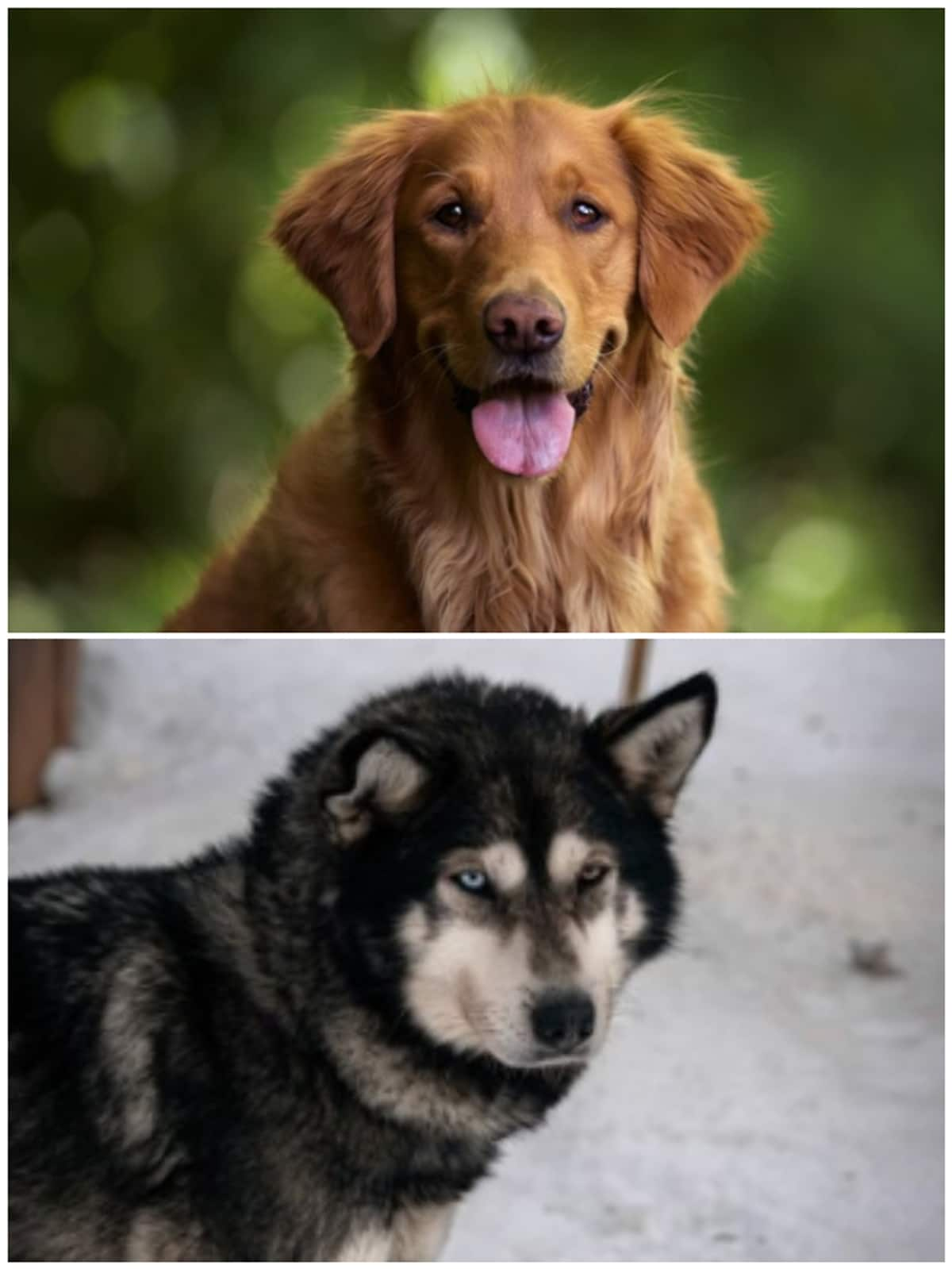 Golden Retriever to Siberian Husky: 7 Most beautiful dogs breed NTI