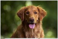 Golden Retriever to Siberian Husky: 7 Most beautiful dogs breed NTI