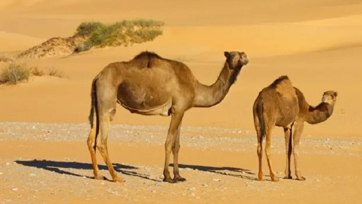 why-dead-camels-become-silent-bombs-risks-and-prevention