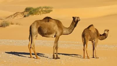 ऊंट मौत के बाद क्यों बन जाता है साइलेंट बम? खतरे में पड़ सकती है जान