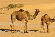 why-dead-camels-become-silent-bombs-risks-and-prevention