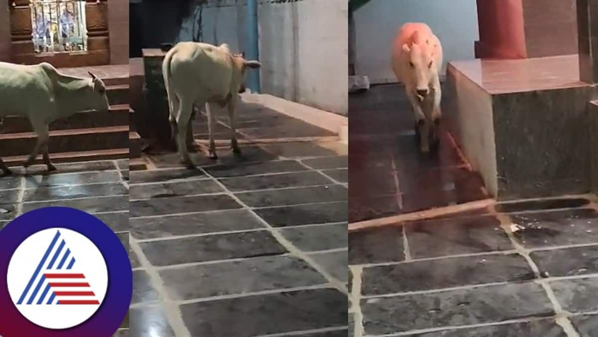 A bull pradakshina around dyavamma devi temple yaradona village koppal district rav