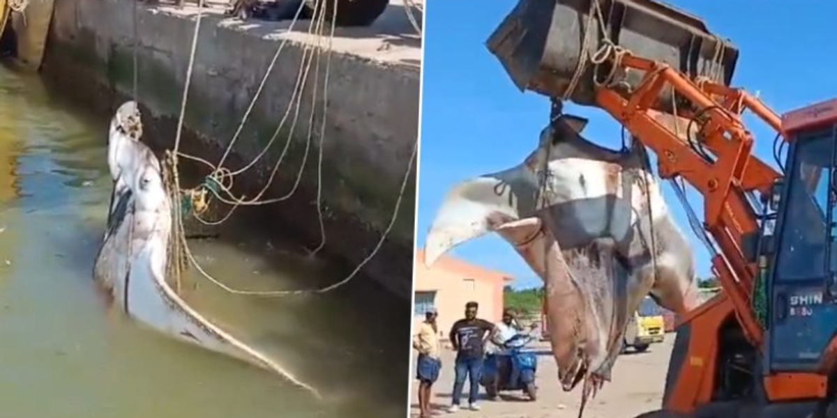 giant manta rays fish caught in andhrapradesh 