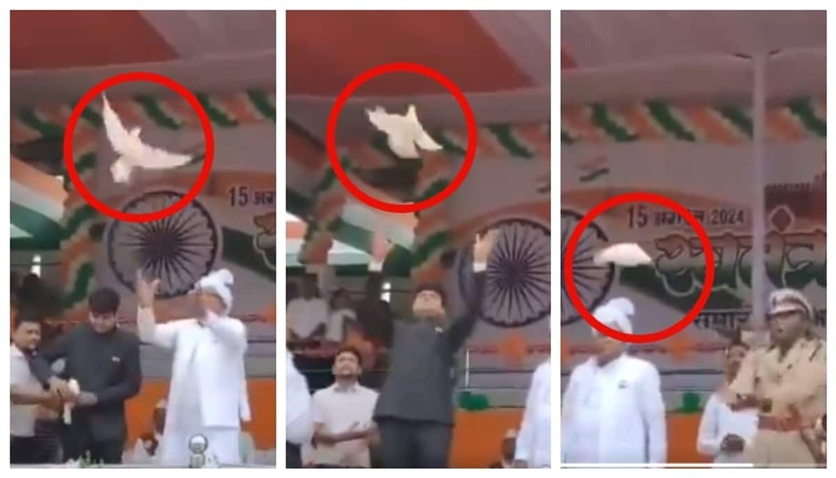 Collector SP and MLA flew pigeon on Independence Day but SP demands disciplinary action over the fall of pigeon flown by SP 