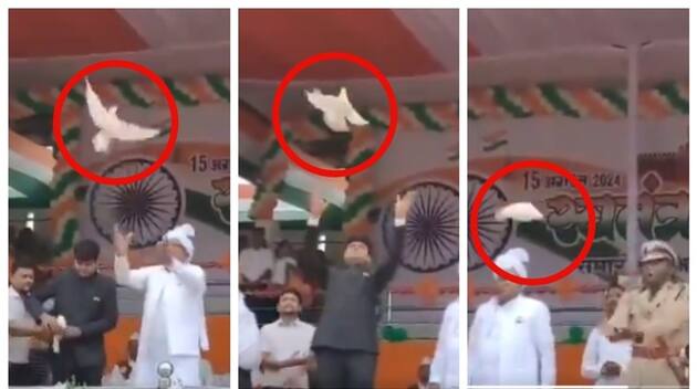 Collector SP and MLA flew pigeon on Independence Day but SP demands disciplinary action over the fall of pigeon flown by SP 