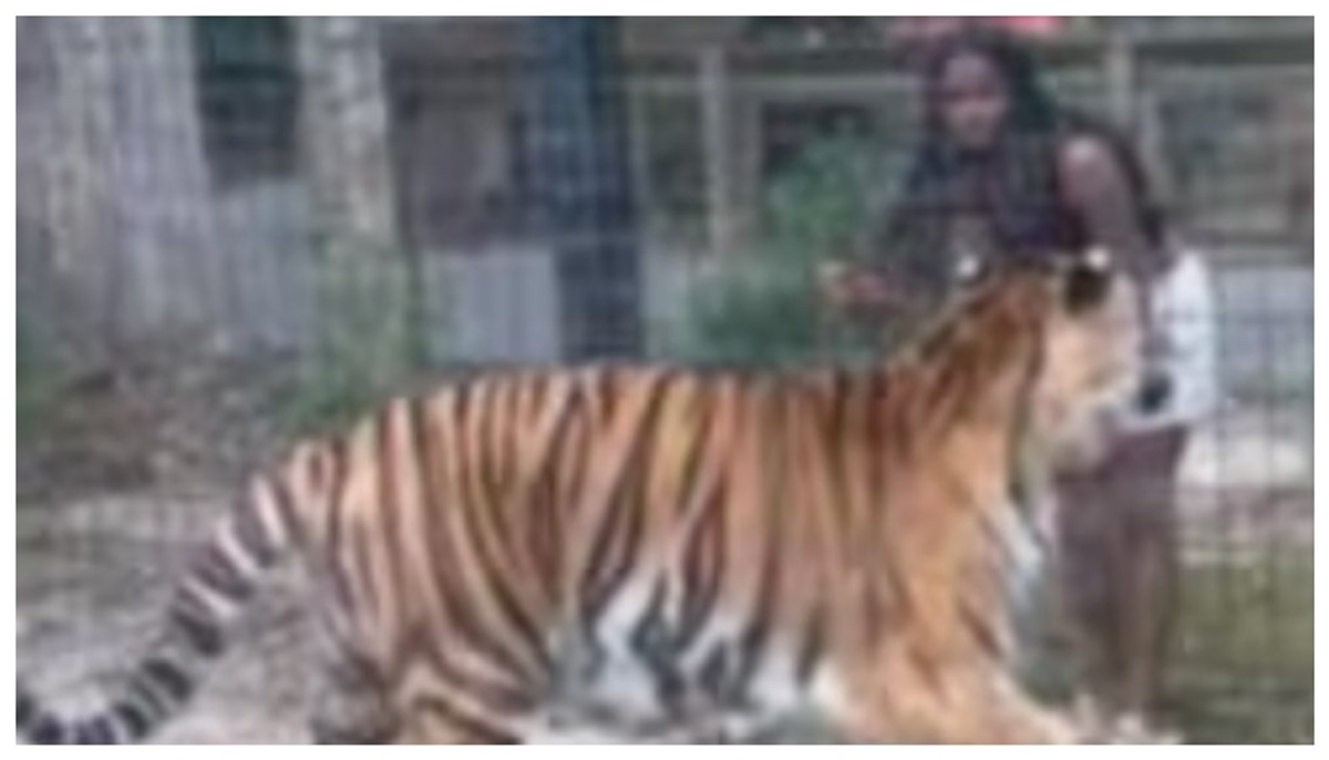 video of a young woman entering a tiger's cage and provoking tiger has gone viral