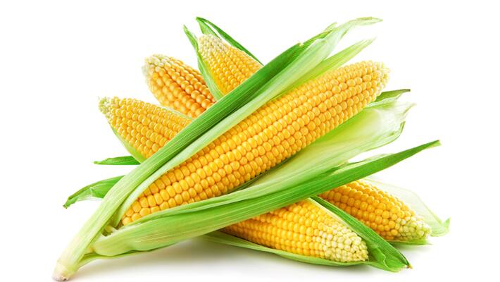 zambia-dogs-death-due-to-contaminated-maize