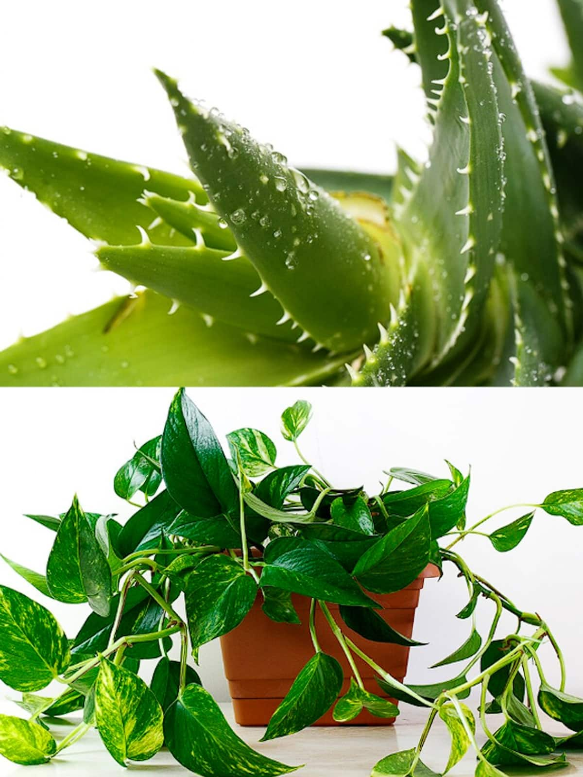 Peace Lily to Aloe Vera-7 plants that bring money and good luck RBA EAI