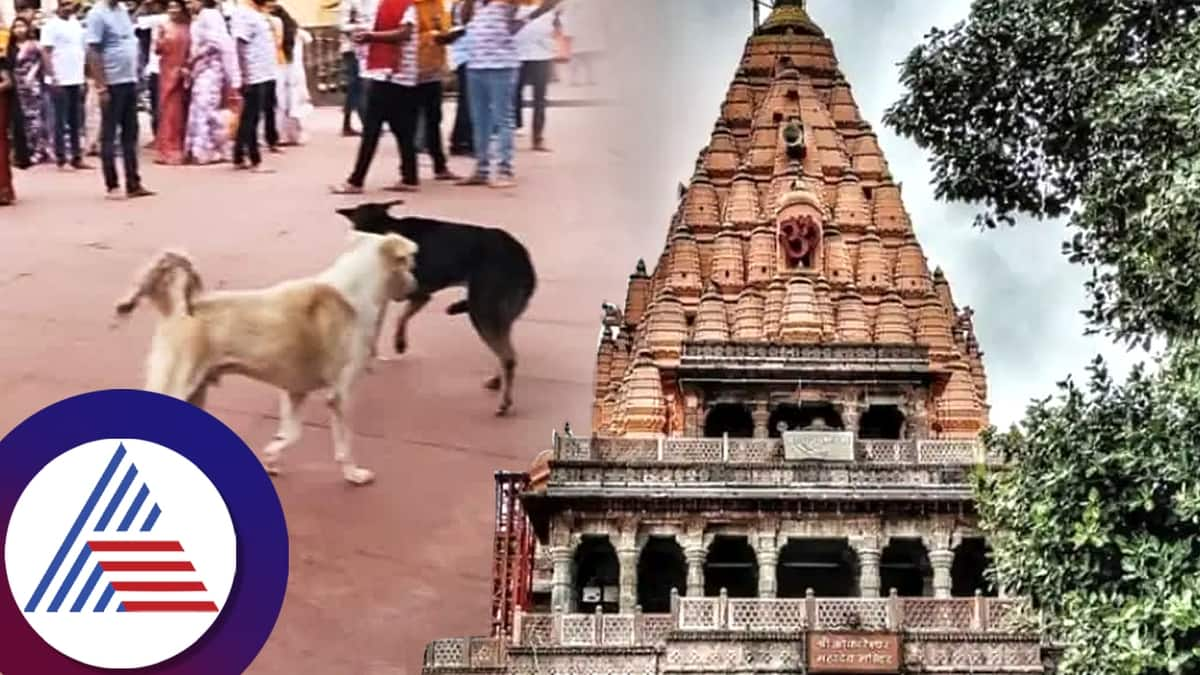 Dog Fight Video Goes Viral at Ujjain Mahakal Temple significance of god