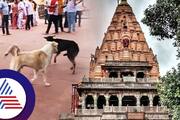 Dog Fight Video Goes Viral at Ujjain Mahakal Temple significance of god