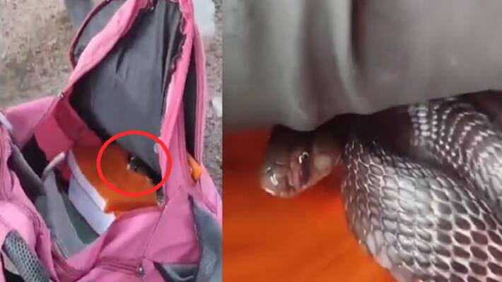 shocking stories in five feet dangerous cobra hidden in student school bag