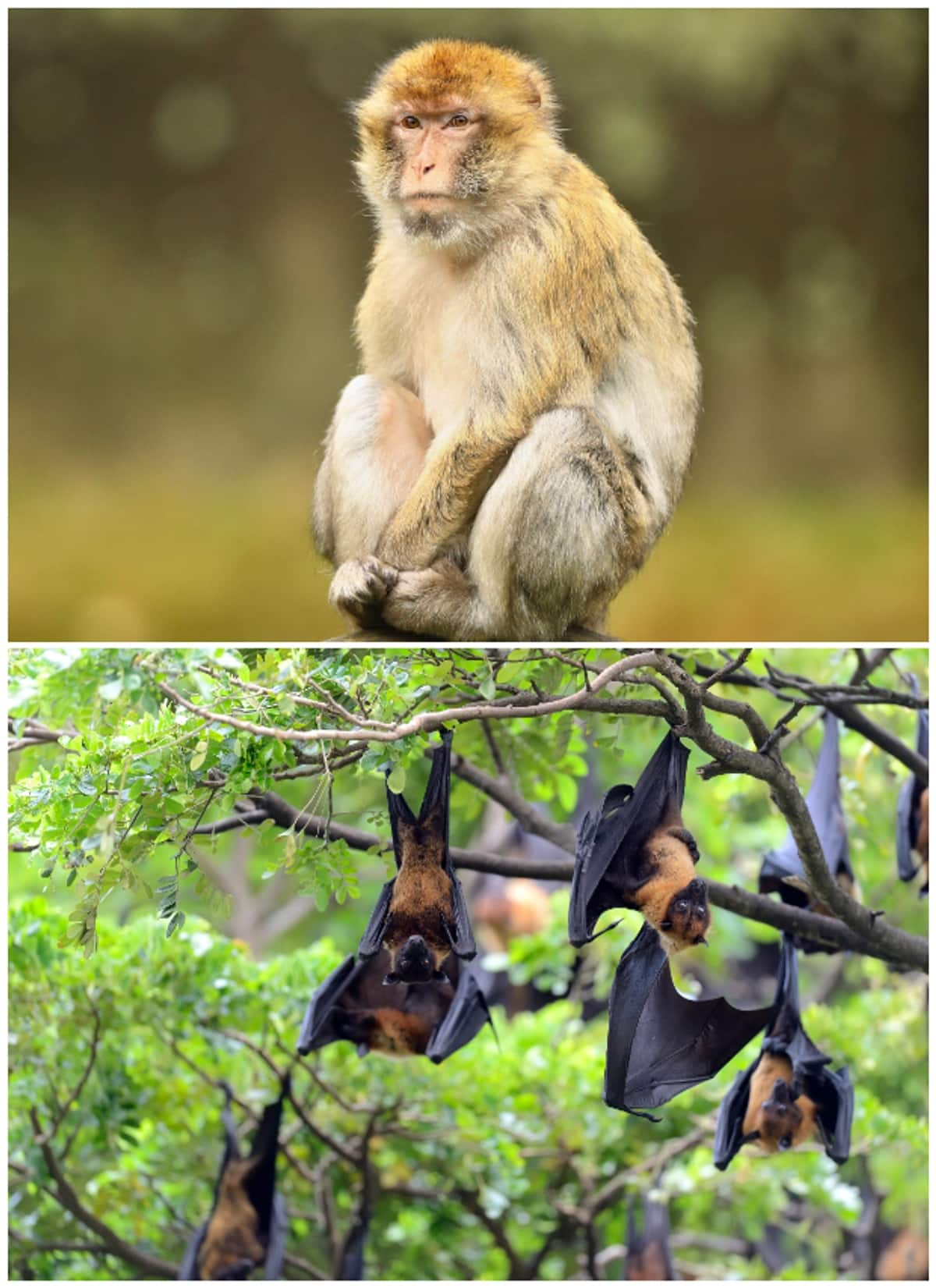 Monkey to Bat: 5 Animals other than dogs that can cause rabies RTM