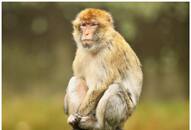 Monkey to Bat: 5 Animals other than dogs that can cause rabies RTM