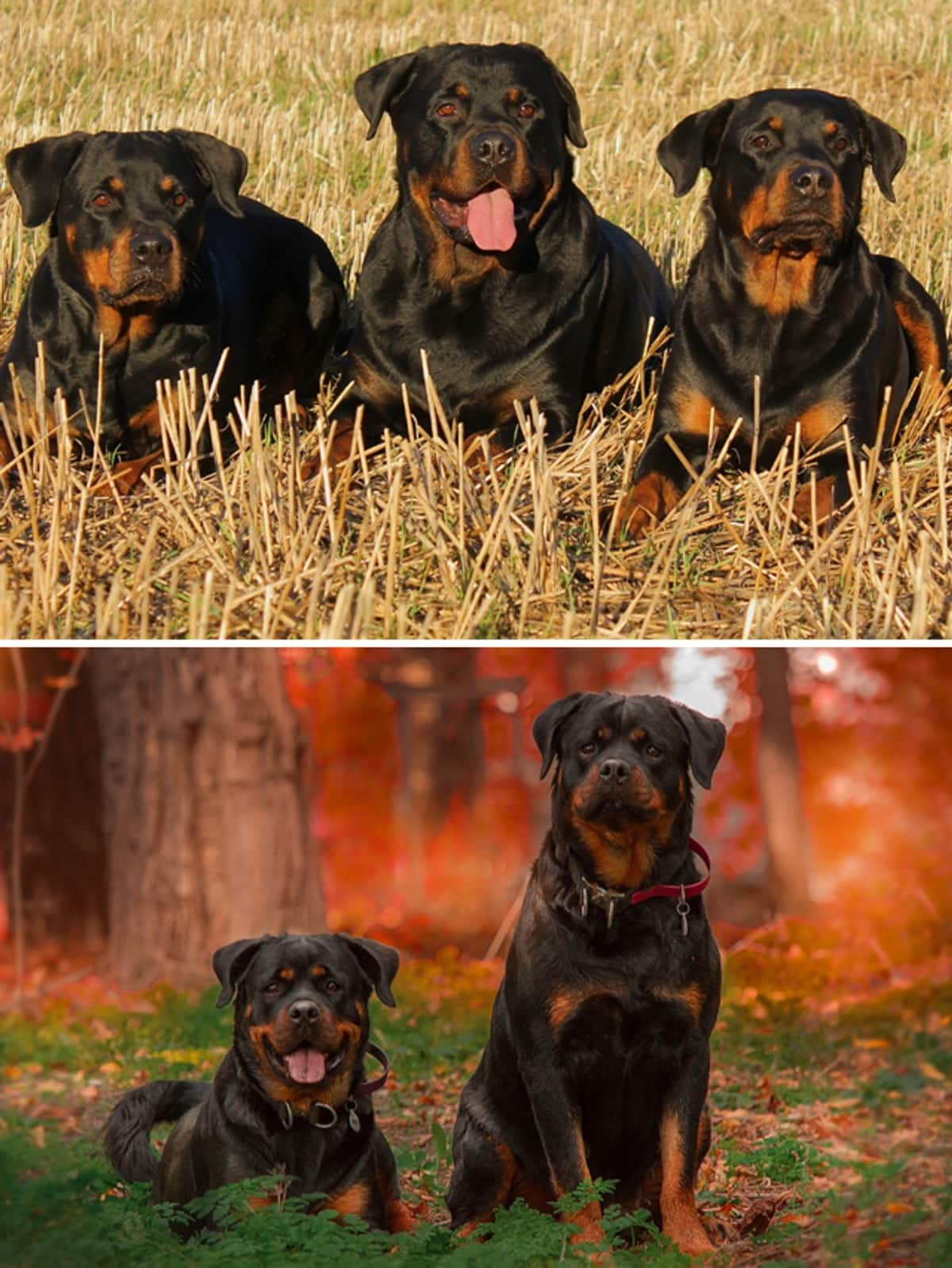 7 things you NEVER do to your Rottweiler   RBA 