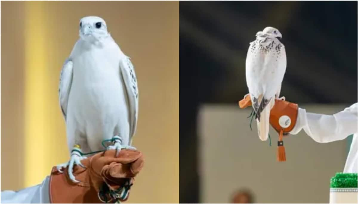 ultra white falcon sold out for around 90 lakhs rupees in auction 