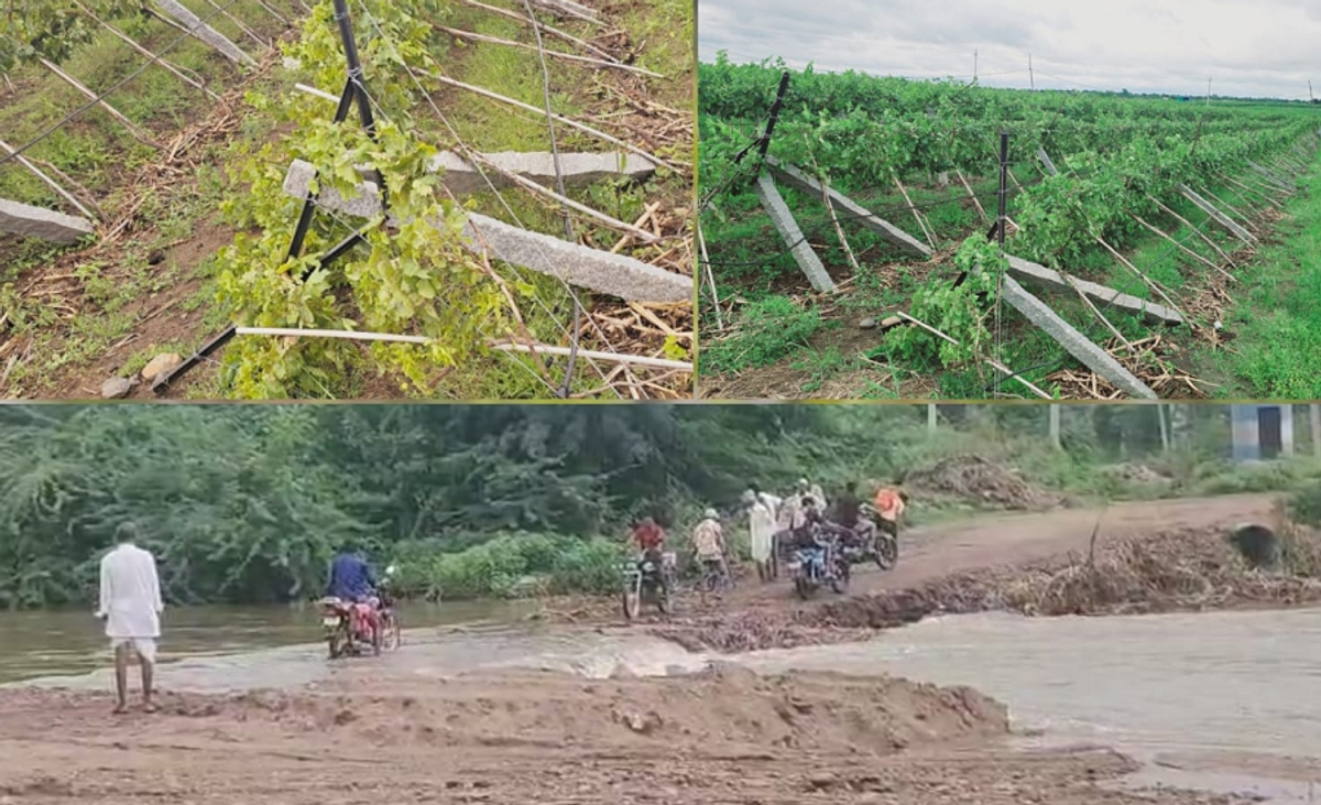 Heavy rains in drought stricken Vijayapura A grape crop worth millions was destroyed gvd